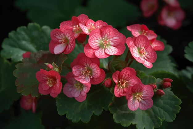 Bellezza sempre fiorente Begonia Semperflorens Eleganza colorata in piena fioritura