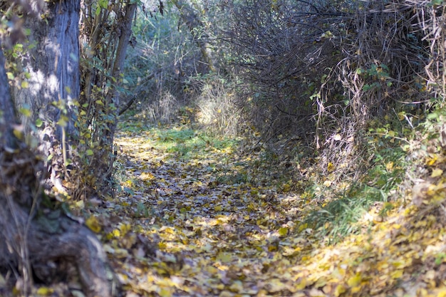 Bellezza variopinta di autunno della natura