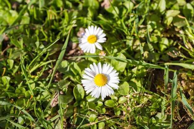 Bellis perennis