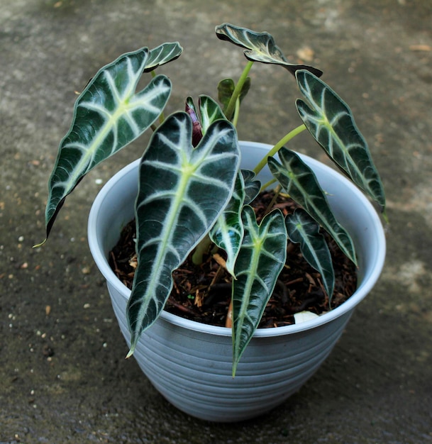 Bellissima Alocasia Bambino su Vaso.