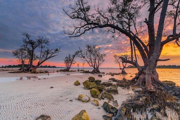 bellissima atmosfera all'alba sulla spiaggia con alberi di mangrovie lungo la costa