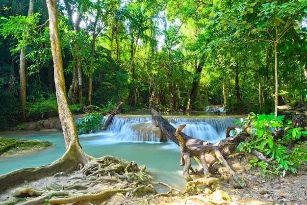 bellissima cascata, foresta,