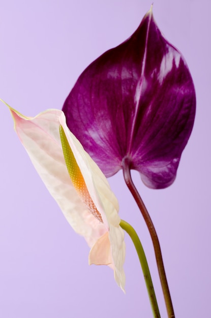 Bellissima coppia di fiori viola e rosa Anthurium. Minimalista.
