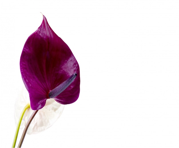 Bellissima coppia di fiori viola e rosa Anthurium