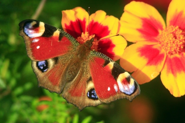 bellissima farfalla di occhio di pavone sulle calendule