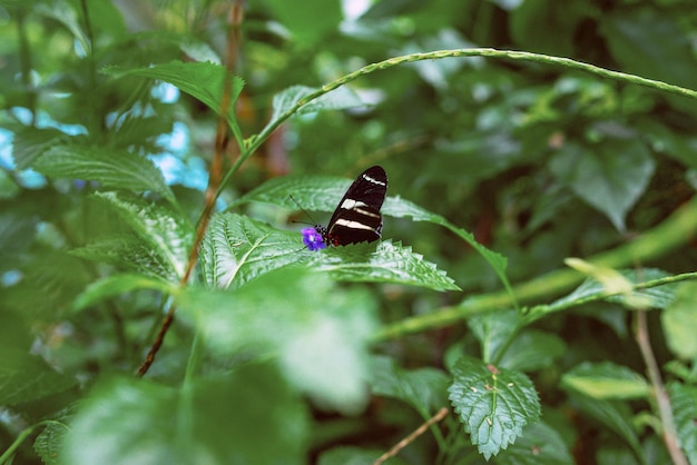 bellissima farfalla sulle foglie verdi delle piante in giardino