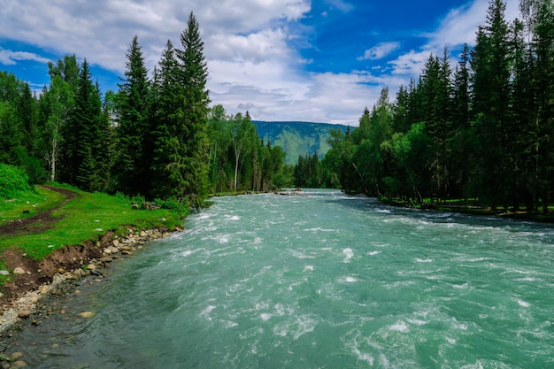 Bellissima foresta e fiume