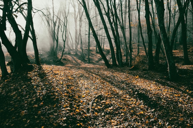 bellissima foresta nebbiosa in autunno