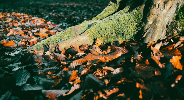 bellissima foresta nebbiosa in autunno