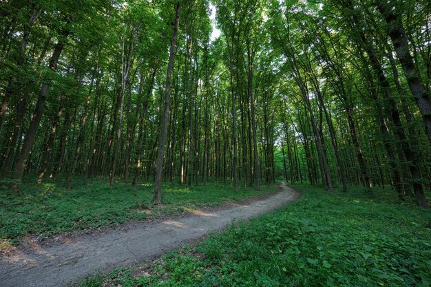 Bellissima foresta verde