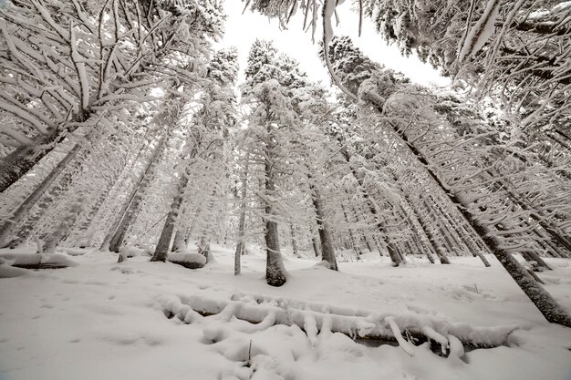 Bellissima foto invernale. Abeti alti coperti di neve profonda e gelo sul chiaro cielo.