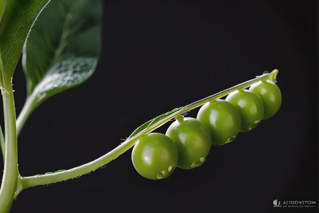 Bellissima fotografia macro a tema Vegan Day