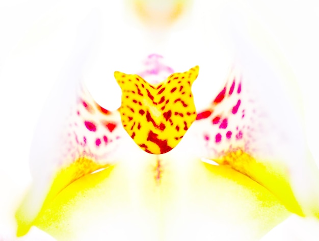 bellissima immagine macro di un fiore bianco orcjhid di a