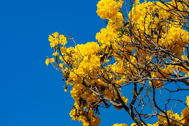 Bellissima ipe gialla tipica dell'interno del Brasile