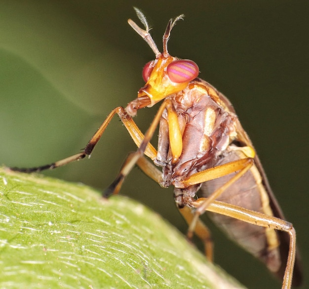 Bellissima macro di insetti tutta colorata.