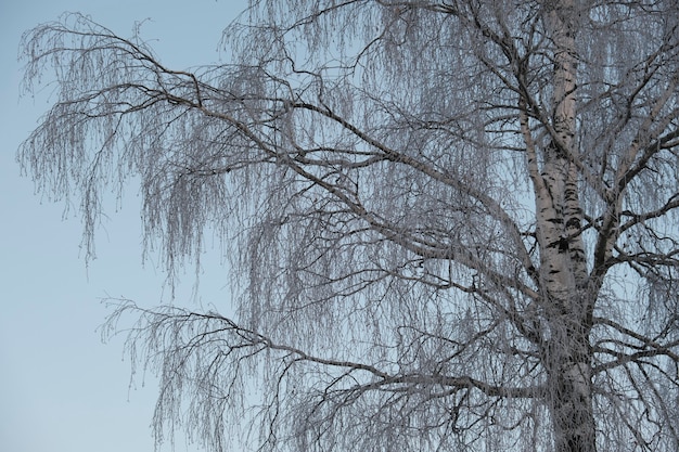 Bellissima natura del nord, paesaggio naturale con grandi alberi nel gelido inverno. betulla