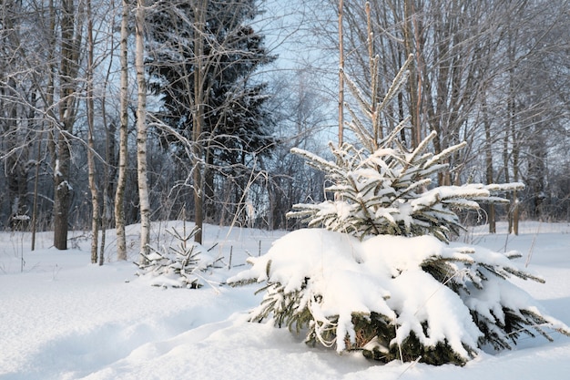 Bellissima natura del nord, paesaggio naturale con grandi alberi nel gelido inverno