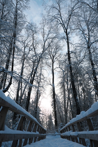 Bellissima natura del nord, paesaggio naturale con grandi alberi nel gelido inverno