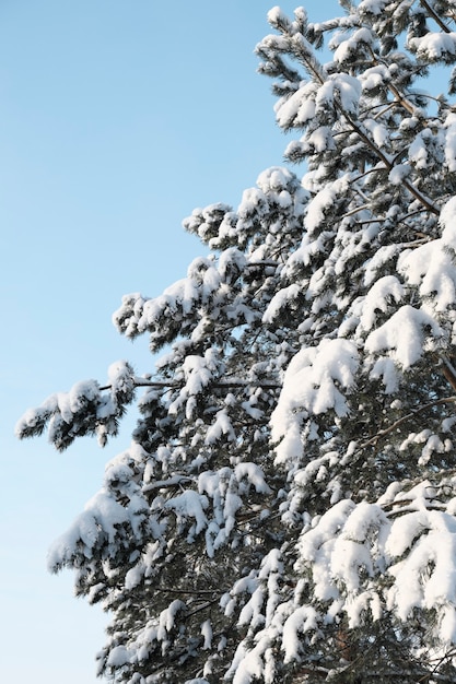 Bellissima natura del nord, paesaggio naturale con grandi alberi nel gelido inverno