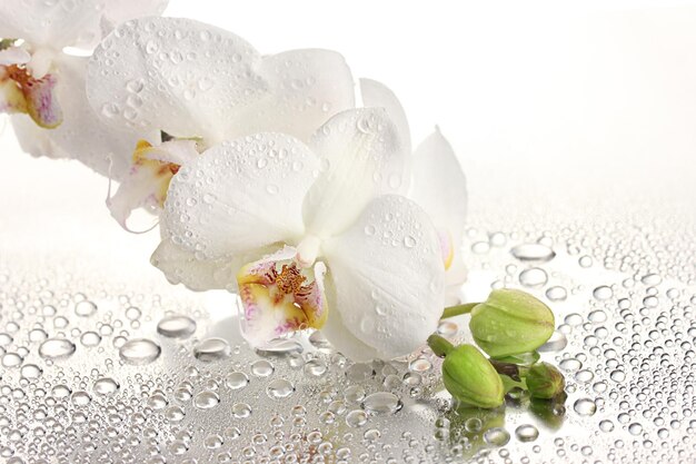 Bellissima orchidea bianca con gocce