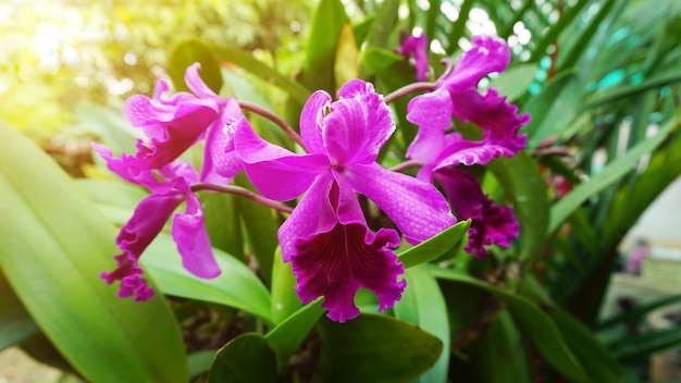 bellissima orchidea cattleya ibrida viola con effetto raggio di sole