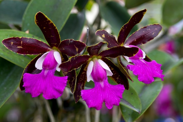 Bellissima orchidea Cattleya in giardino.