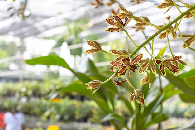 Bellissima orchidea Gramatona marrone e macchie fantasia