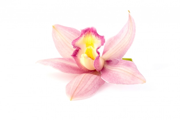 Bellissima orchidea rosa