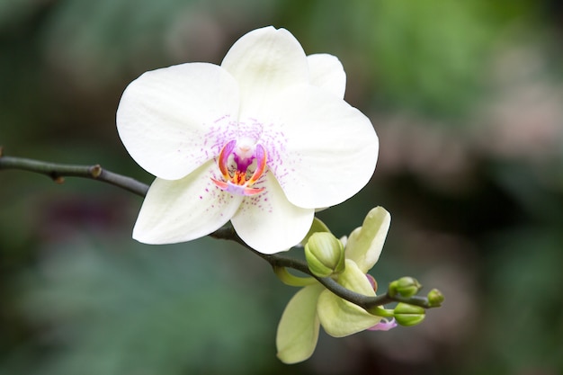 Bellissima orchidea sul verde