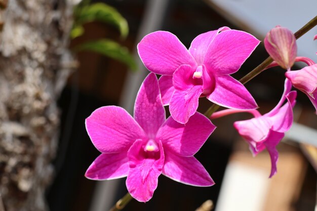 Bellissima orchidea tropicale