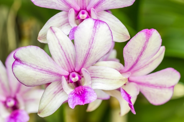 Bellissima orchidea viola, Dendrobium.