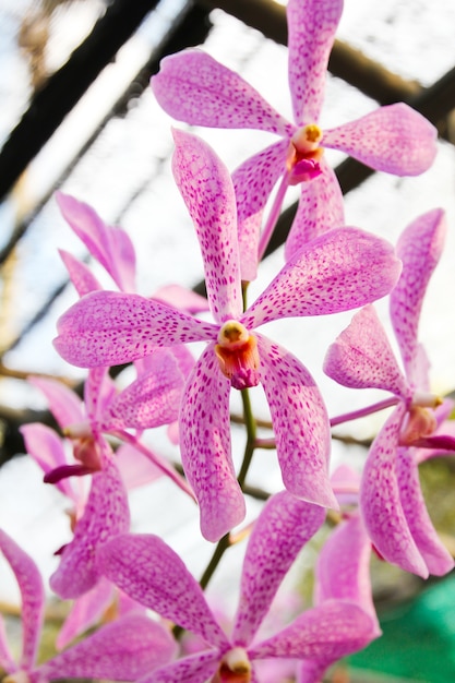 Bellissima orchidea viola in giardino