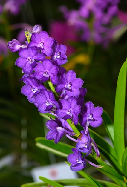 Bellissima orchidea viola vanda in giardino,