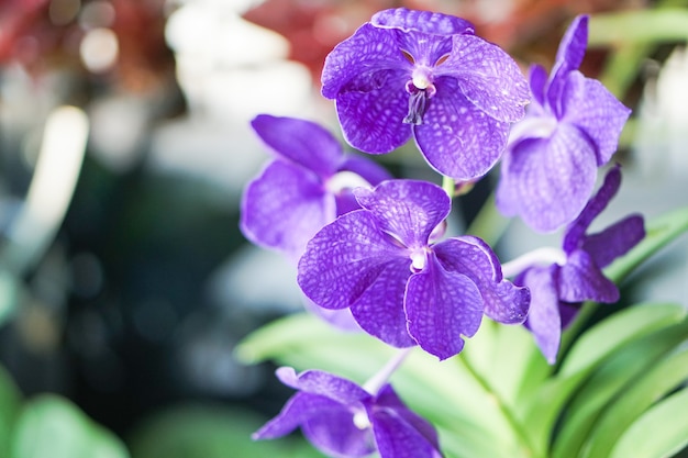 Bellissima orchidea viola, Vanda.