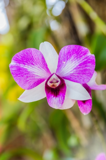 Bellissima orchidea viola