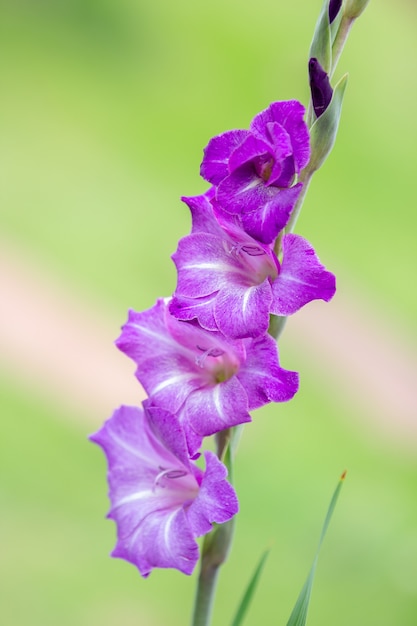 Bellissima orchidea viola