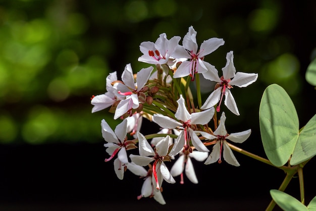 Bellissima pianta di Lysiphyllum hookeri