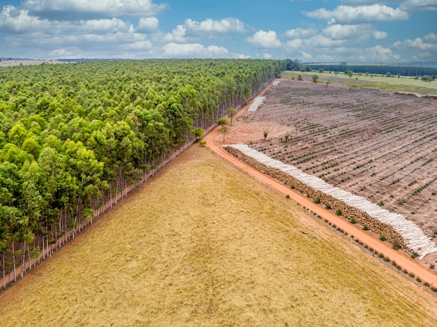 Bellissima piantagione di eucalipto e tronchi di eucalipto tagliati a terra.