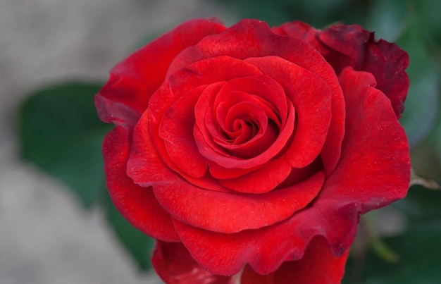 bellissima rosa rossa