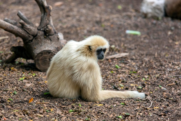 Bellissima scimmia Langur grigia sdraiata a terra