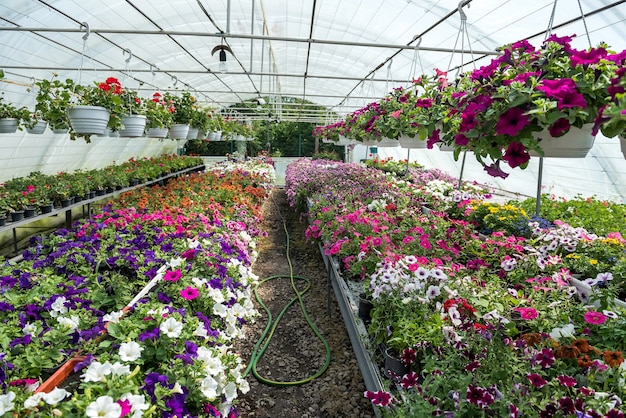 Bellissima serra con fiori colorati