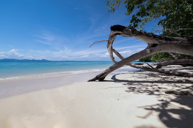 Bellissima spiaggia con acqua blu e albero di radice