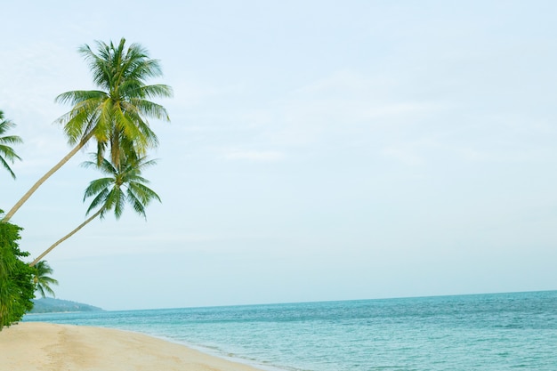 Bellissima spiaggia con palme da cocco.