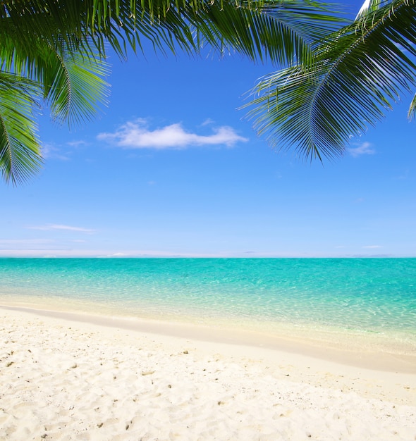 Bellissima spiaggia con palme