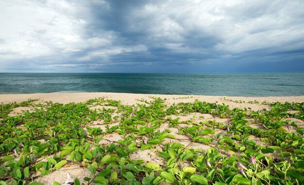 Bellissima spiaggia e mare tropicale