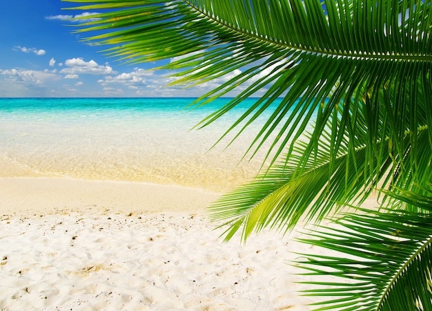 Bellissima spiaggia e mare tropicale