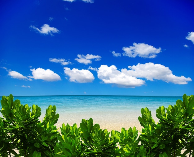 Bellissima spiaggia e mare tropicale