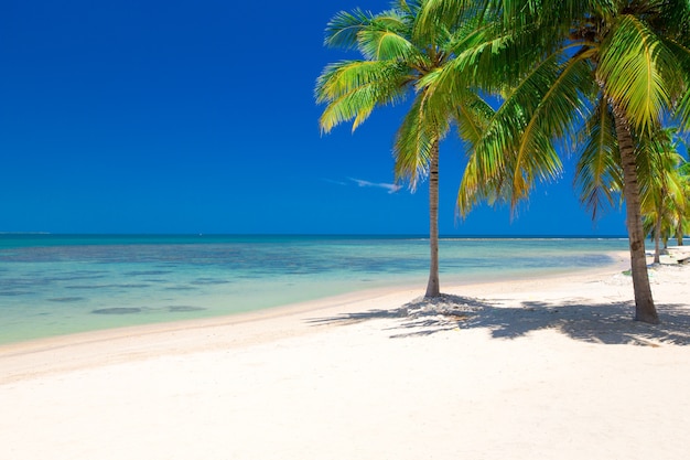 Bellissima spiaggia e mare tropicale