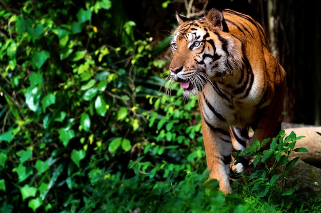 Bellissima tigre di Sumatra in agguato