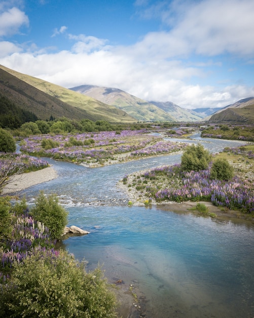 bellissima valle piena di lupini con fiume che scorre tra le montagne fiume ahururiri nuova zelanda